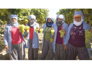 Superior Üzümünün İhracat Yolculuğu Başlıyor