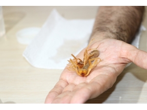 Et Yiyen Örümcek Zehirli Değil