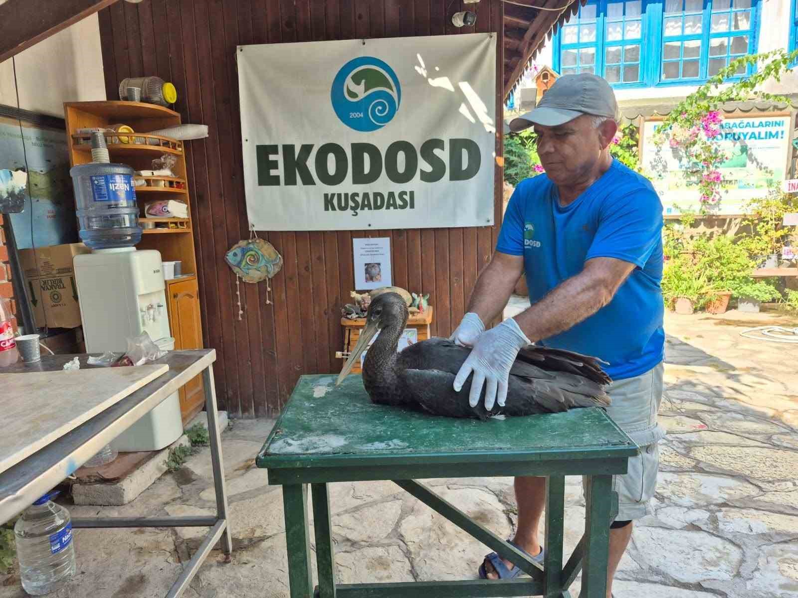 nadir-gorulen-karaleylek-sazli-da-yarali-halde-bulundu