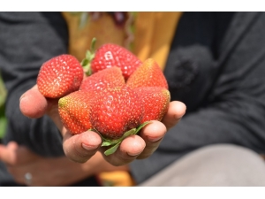 Muşta Çilek Hasadına Başlandı