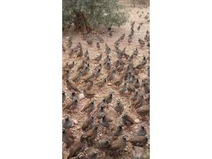 Adana’da Doğaya 3 Bin Keklik Salındı