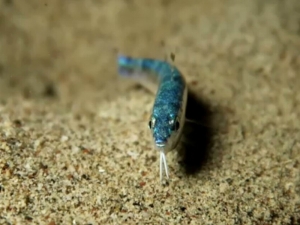 Kızıldeniz’den Geldi, İlk Kez Görüntülendi