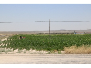 Çukurkuyu’da Tarıma Dayalı Hayvancılık Bölgesi Kuruldu