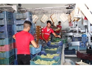 İhracatın İlk Günü 54 Tır Üzüm Gönderildi