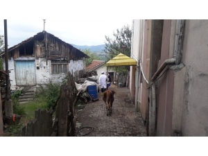 Gölcük’te Şarbon Karantinasına Alınan Köyde Aşılama Başlatıldı