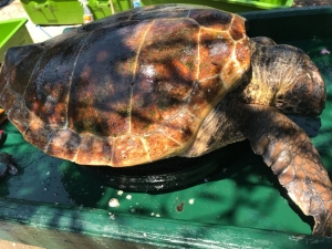 Bodrum’da 1’i Ölü 1’i Yaralı 2 Caretta Caretta Bulundu