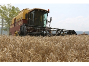 Nilüfer’de Ekolojik Buğday