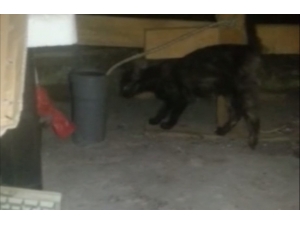 Yavru Kedileri Halatla Kurtardı