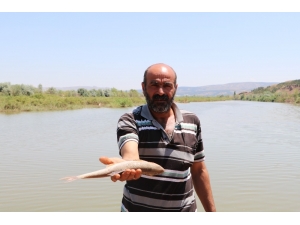 Toplu Balık Ölümlerini Nedeni, Oksijen Azlığı