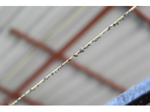 Kara Sinekle Mücadelede Türkiye’de Bir İlk