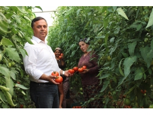 Çal’da 3 Yıl Önce Başlatılan Örtü Altı Seracılık Meyvelerini Vermeye Başladı