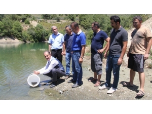 Göl Ve Göletlere 90 Bin Sazan Balığı Yavrusu Bırakıldı