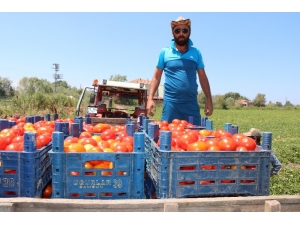 Bafra’da Yetişen Domates Tüketicinin İmdadına Yetişti