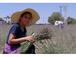 Lavanta İşine Giren Ev Hanımı, Gözünü Yurt Dışına Dikti