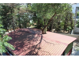 Kantinin İçinden Ağaç Geçiyor