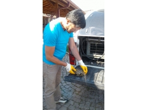 Yaralı Kaplumbağanın İmdadına İzmit Zabıtası Yetişti