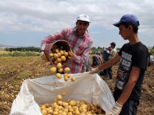 Çorum’da Patates Hasadı Başladı