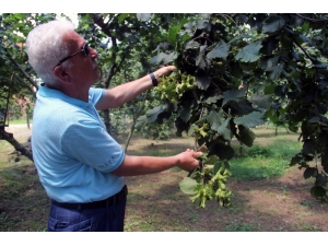 Fındık Üreticisine Hasat Uyarısı