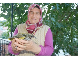 Halsizlikten Balkona Düşen Sarı Asma Kuşuna Sahip Çıktılar