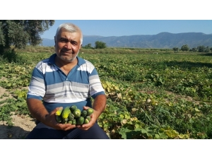 Turşuluk Salatalık Üreticisi Yeni Ürün Arayışında