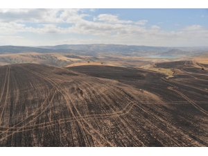 Felahiye’de 540 Dekar Alan Yangında Zarar Gördü
