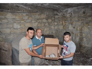 Yaralı Kediye Vatandaş Şefkati