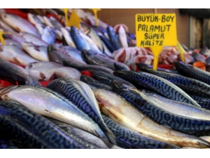 Balıkçılar Palamudun Yolunu Gözlüyor