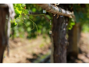 Sarıgöl Üzüm Ovasına Damlama Bereketi