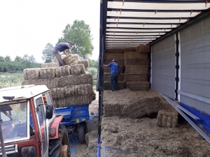 Saman Fiyatlarının Yükselmesi Hayvancıları Tedirgin Etti