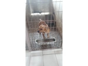 İzmit Zabıtası Başıboş Gezen Pitbull Cinsi Köpeği Barınağa Götürdü