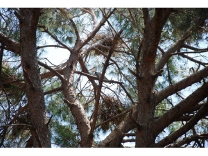 Kuraklıklar Direcik Köyü’nün Balıkçıl Misafirlerini Küstürdü