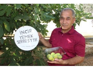 İncirlerinden Kimse Yemeyince Bahçesine Tabela Astı