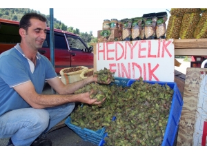 Yaş Fındık Pazara İndi