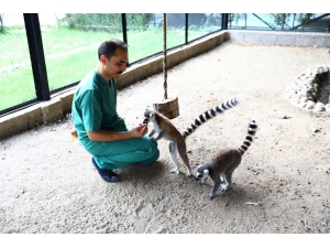 Hayvan Parkındaki Lemurlar İlgi Odağı Oldu