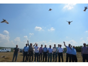 200 Keklik, Dilovası’nda Doğaya Salındı