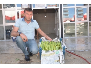 Rusya’ya Elbistan Kabağı