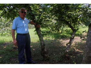Fındıkta Tek Dal Maliyeti Düşürürken, Verim Ve Kaliteyi Artırıyor
