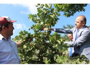 Türkiye’de İlk Kez Bu Bahçede Uygulandı, Fındıkta Verim İki Kat Arttı
