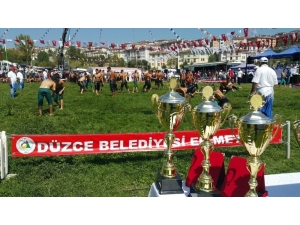 Güreşlere 32 Baş Pehlivan Katılacak