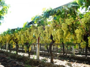 Sulama Alanlarında İnceleme