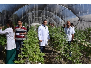 Niğde Patates Araştırma Enstitüsü Arı Gibi Çalışıyor
