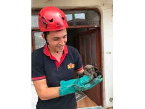 Bacaya Sıkışan Yavru Baykuşu İtfaiye Kurtardı