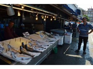 Türkiye Bu Sezon Palamuta Doyacak