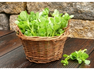 Semizotunun Az Bilinen 5 Faydası