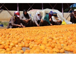 Kayısı, Kadınlar İçin İş Kapısı Oldu