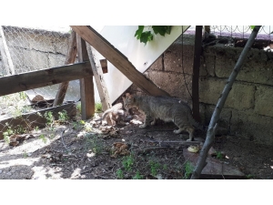 7 Metrelik Kuyuya Düşen Kedi İtfaiye Ekiplerince Kurtarıldı