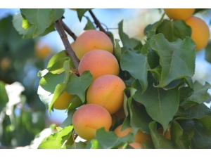 Kuru Kayısı Fiyatında Son Durum