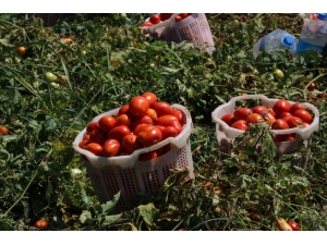 Hastalığın Vurduğu Domateste Bu Yıl Fiyatlar Yükseldi