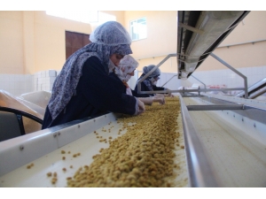 Dede Mesleğini Büyüterek Fabrika Kurdu