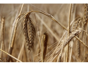 Türkiye’nin Buğday Ambarında Hasat Başladı